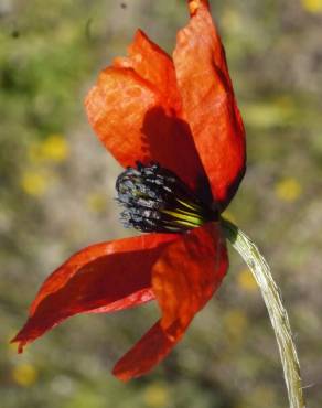 Fotografia 11 da espécie Papaver argemone no Jardim Botânico UTAD