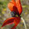 Fotografia 11 da espécie Papaver argemone do Jardim Botânico UTAD