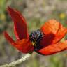 Fotografia 12 da espécie Papaver argemone do Jardim Botânico UTAD