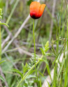 Fotografia 15 da espécie Papaver argemone no Jardim Botânico UTAD