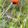 Fotografia 15 da espécie Papaver argemone do Jardim Botânico UTAD