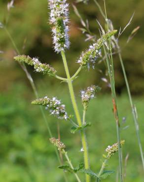 Fotografia 11 da espécie Mentha suaveolens no Jardim Botânico UTAD