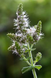 Fotografia da espécie Mentha suaveolens