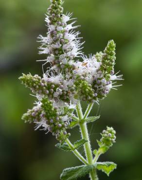 Fotografia 1 da espécie Mentha suaveolens no Jardim Botânico UTAD