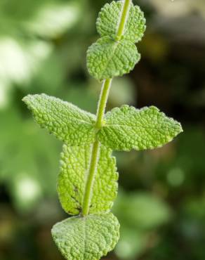 Fotografia 12 da espécie Mentha suaveolens no Jardim Botânico UTAD