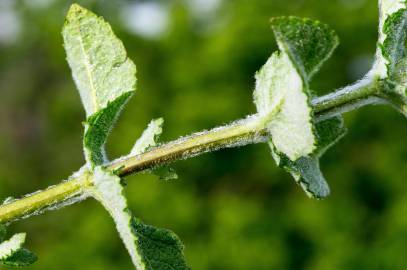 Fotografia da espécie Mentha suaveolens