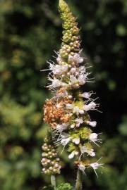 Fotografia da espécie Mentha suaveolens