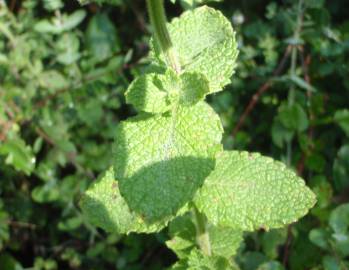 Fotografia da espécie Mentha suaveolens