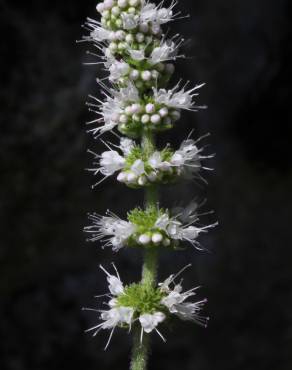 Fotografia 19 da espécie Mentha suaveolens no Jardim Botânico UTAD