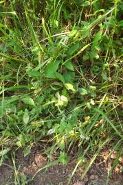 Fotografia da espécie Mentha suaveolens