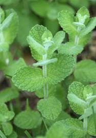 Fotografia da espécie Mentha suaveolens