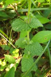 Fotografia da espécie Mentha suaveolens