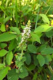 Fotografia da espécie Mentha suaveolens