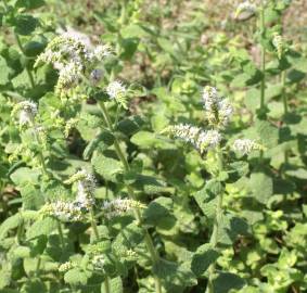 Fotografia da espécie Mentha suaveolens