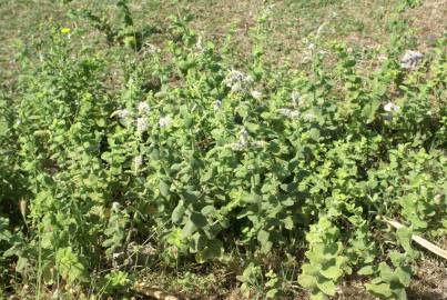 Fotografia da espécie Mentha suaveolens