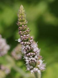 Fotografia da espécie Mentha suaveolens