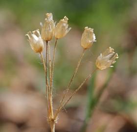 Fotografia da espécie Holosteum umbellatum