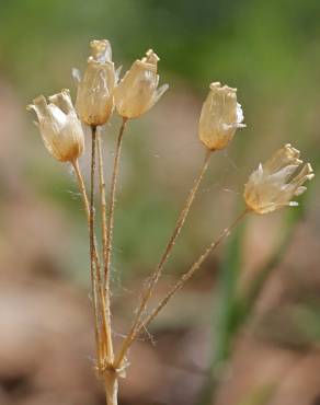 Fotografia 8 da espécie Holosteum umbellatum no Jardim Botânico UTAD