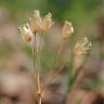 Fotografia 8 da espécie Holosteum umbellatum do Jardim Botânico UTAD