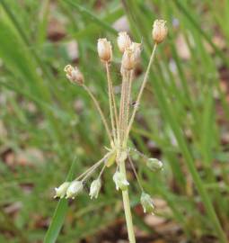 Fotografia da espécie Holosteum umbellatum