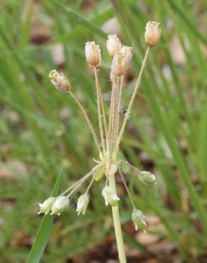 Fotografia 9 da espécie Holosteum umbellatum no Jardim Botânico UTAD