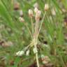 Fotografia 9 da espécie Holosteum umbellatum do Jardim Botânico UTAD