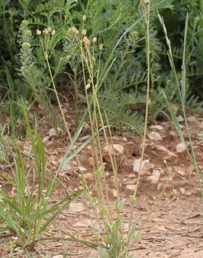 Fotografia 11 da espécie Holosteum umbellatum no Jardim Botânico UTAD