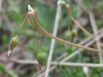 Fotografia da espécie Holosteum umbellatum