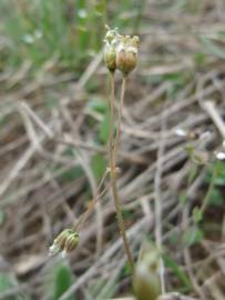 Fotografia da espécie Holosteum umbellatum