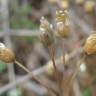 Fotografia 15 da espécie Holosteum umbellatum do Jardim Botânico UTAD