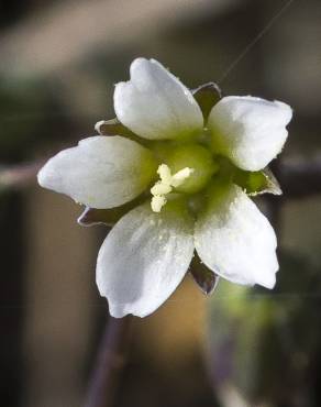 Fotografia 1 da espécie Holosteum umbellatum no Jardim Botânico UTAD