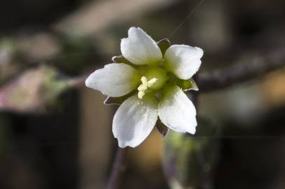 Fotografia da espécie Holosteum umbellatum