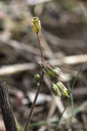 Fotografia da espécie Holosteum umbellatum