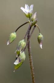 Fotografia da espécie Holosteum umbellatum