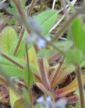 Fotografia 6 da espécie Myosotis stricta no Jardim Botânico UTAD