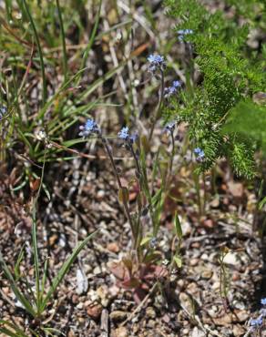 Fotografia 7 da espécie Myosotis stricta no Jardim Botânico UTAD