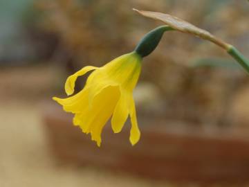 Fotografia da espécie Narcissus asturiensis