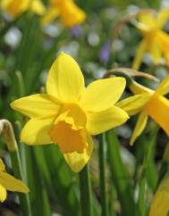 Narcissus asturiensis