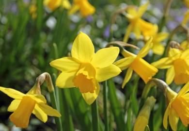 Fotografia da espécie Narcissus asturiensis