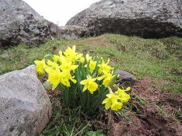 Fotografia da espécie Narcissus asturiensis