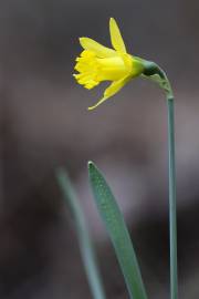 Fotografia da espécie Narcissus asturiensis