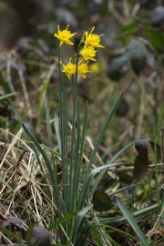 Fotografia da espécie Narcissus asturiensis