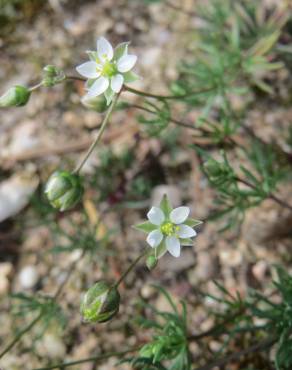 Fotografia 7 da espécie Spergula morisonii no Jardim Botânico UTAD