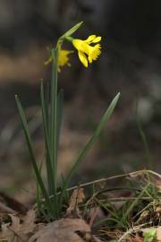 Fotografia da espécie Narcissus asturiensis