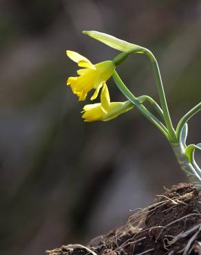 Fotografia 12 da espécie Narcissus asturiensis no Jardim Botânico UTAD
