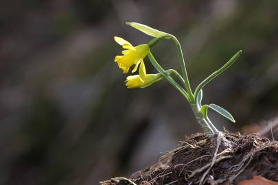 Fotografia da espécie Narcissus asturiensis