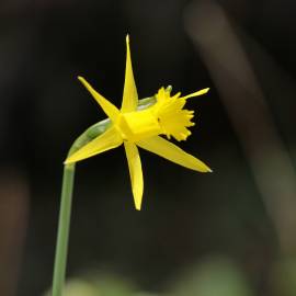 Fotografia da espécie Narcissus asturiensis