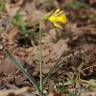 Fotografia 14 da espécie Narcissus asturiensis do Jardim Botânico UTAD