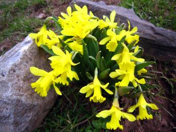 Fotografia da espécie Narcissus asturiensis