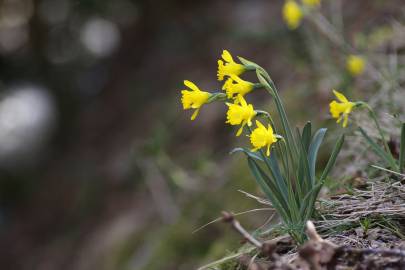 Fotografia da espécie Narcissus asturiensis